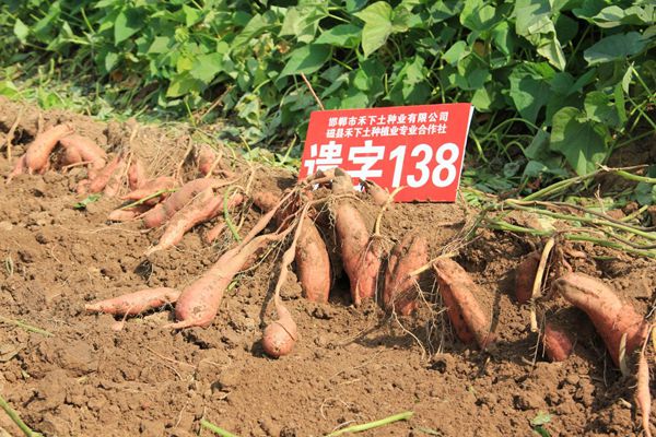 禾下土脫毒遺字138原種