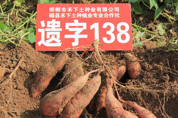 禾下土脫毒遺字138