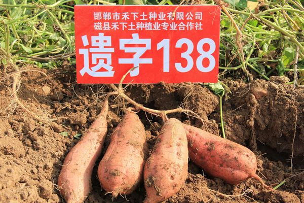 禾下土脫毒遺字138單株