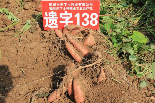 禾下土脫毒遺字138