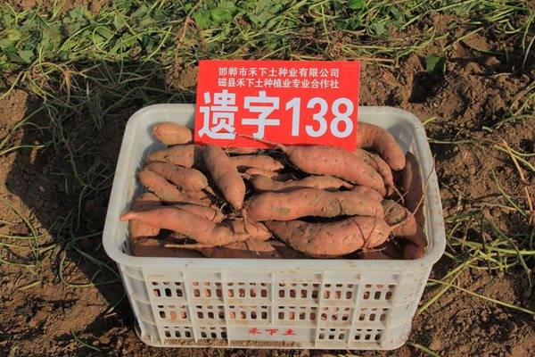 禾下土脫毒遺字138原種