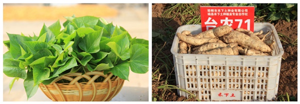 臺(tái)農(nóng)71