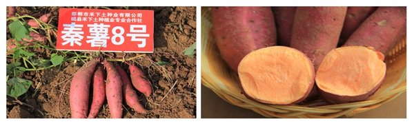 秦薯8號(hào)
