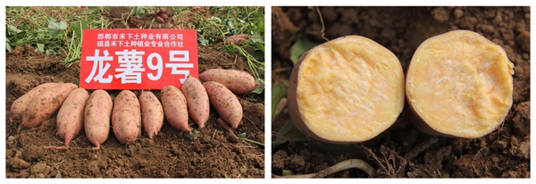 龍薯9號(hào)