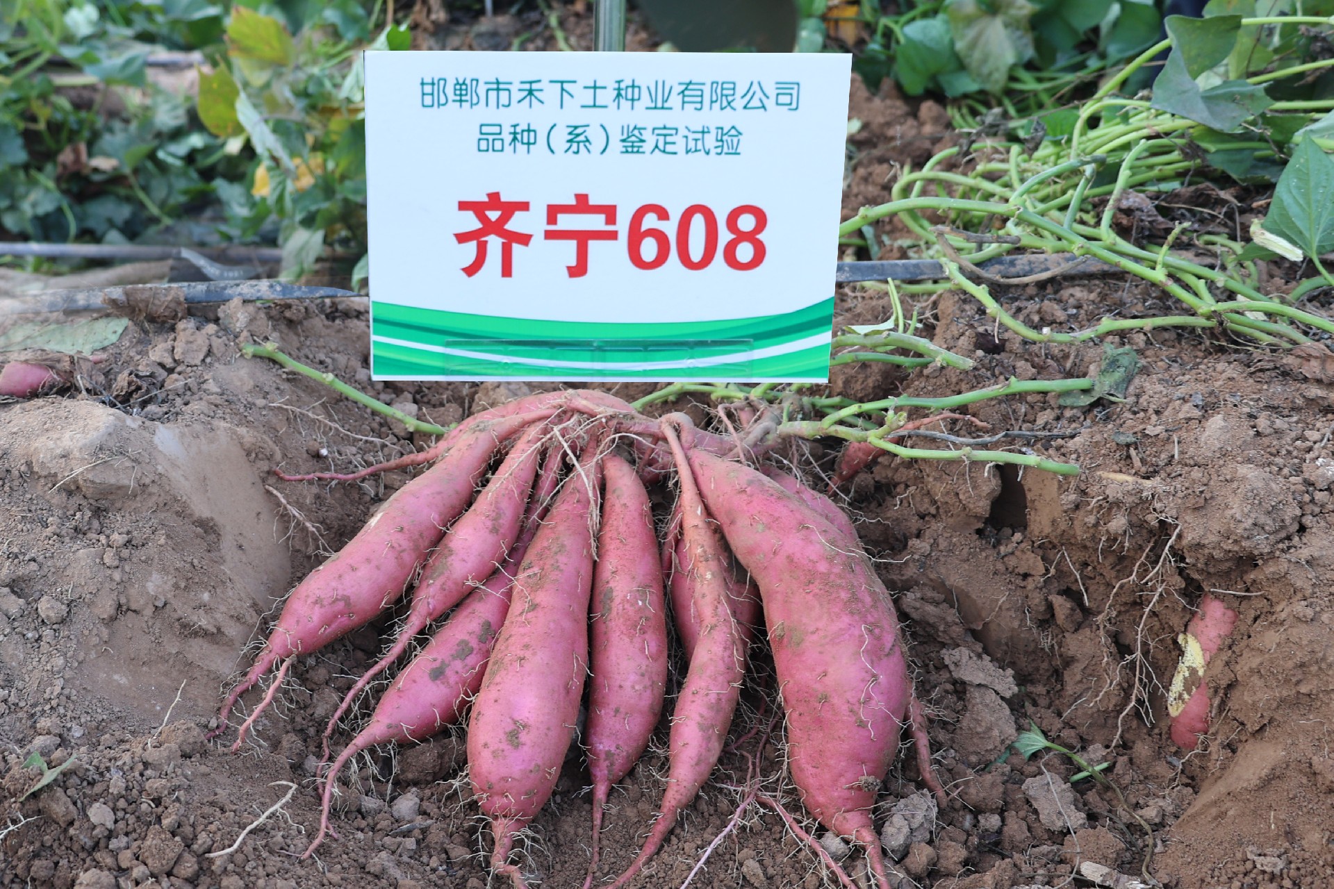 1725005201213003.jpg c3f15e9eeb50886b55e62cf089926bc.jpg